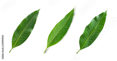 Green  leaves of mango isolated on white background