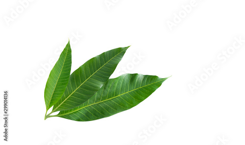 Green  leaves of mango isolated on white background( Mangifera Indica)