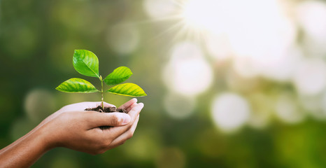 hand holding young plant on blur green nature. concept eco earth day