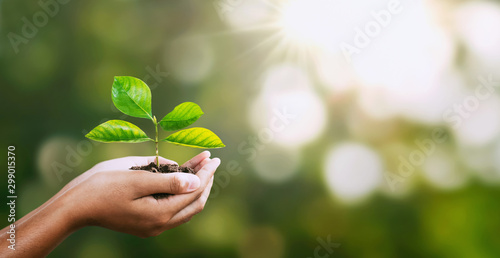 hand holding young plant on blur green nature. concept eco earth day #299015370