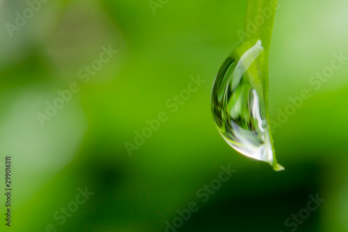 Close up of the drop of water on the green leaf with blurred green background.