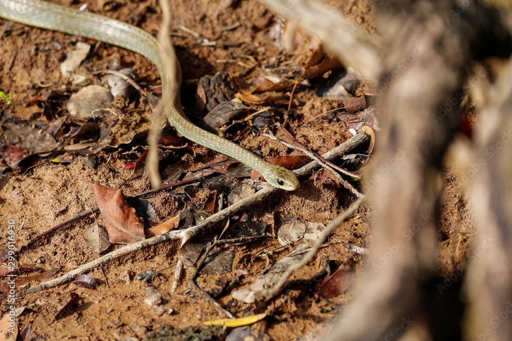 View from above of a Yellow-tailed Cribo snake winding on dirt brown ground, Pantanal Wetlands, Mato Grosso, Brazil View from above of a Yellow-tailed Cribo snake winding on dirt brown ground, Pantanal Wetlands, Mato Grosso, Brazil