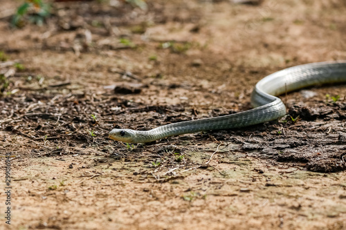 Side view of a Yellow-tailed Cribo snake winding on the dirt brown ground,  Pantanal Wetlands, Mato Grosso, Brazil 