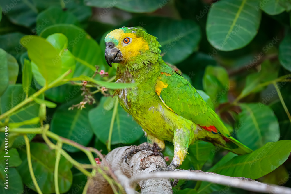 Colorful Blue-fronted Parrot perched on a branch against green leaves background, Pantanal Wetlands, Mato Grosso, Brazil Colorful Blue-fronted Parrot perched on a branch against green leaves background, Pantanal Wetlands, Mato Grosso, Brazil