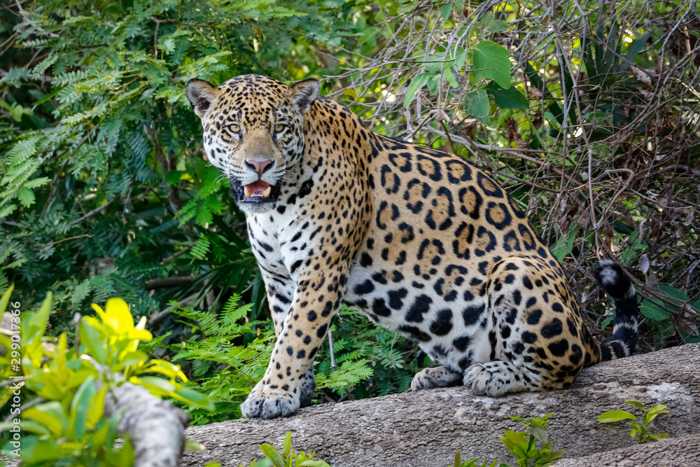 Magnificent Jaguar sitting on a tree trunk at the river edge, facing camera, Pantanal Wetlands, Mato Grosso, Brazil Magnificent Jaguar sitting on a tree trunk at the river edge, facing camera, Pantanal Wetlands, Mato Grosso, Brazil