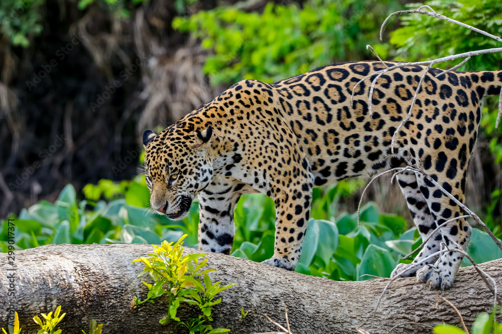 Magnificent Jaguar standing on a tree trunk against natural background, looking down, Pantanal Wetlands, Mato Grosso, Brazil Magnificent Jaguar standing on a tree trunk against natural background, looking down, Pantanal Wetlands, Mato Grosso, Brazil