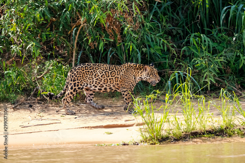 Magnificent Jaguar walking along the  river edge in sunlight  side view  Pantanal Wetlands  Mato Grosso  Brazil