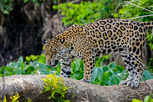 Magnificent Jaguar standing on a tree trunk against natural background  looking down  Pantanal Wetlands  Mato Grosso  Brazil