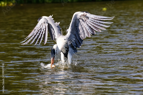 Cocoi heron catching a Pirhana in flight over river surface, wings up, Pantanal Wetlands, Mato Grosso, Brazil
