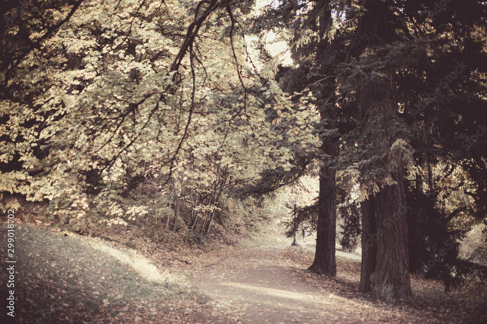 Naklejka premium A sunny afternoon stroll at Mt. Tabor Park in Portland, Autumn season