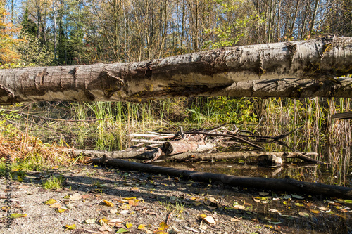 fallen tree trunks on top of branches and tall grasses filled pond in the park surrounded by plants on a sunny day