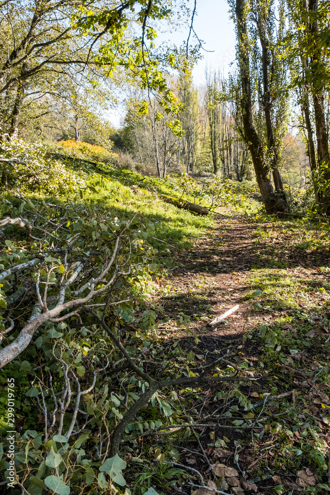 narrow path in the park with green grass field on the side and dense trees on both side on a sunny day with a fallen tree trunk laying on the left narrow path in the park with green grass field on the side and dense trees on both side on a sunny day with a fallen tree trunk laying on the left