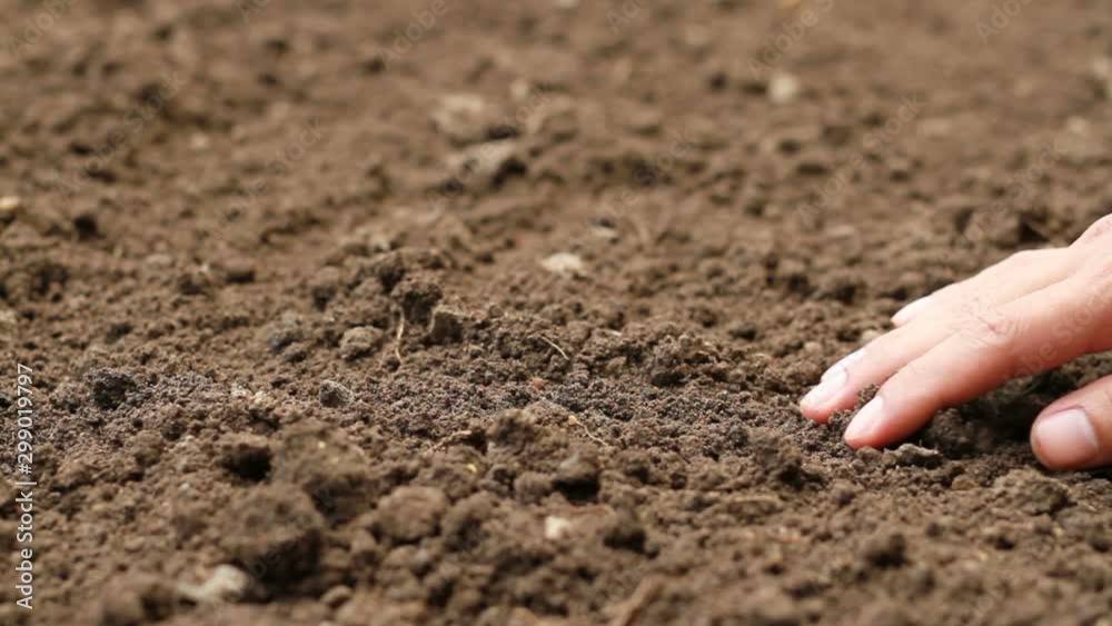 Expert hand of farmer checking quality and health of sow soil in greenhouse farm before start growing a seedling or a seed of vegetable and plant. Expert hand of farmer checking quality and health of sow soil in greenhouse farm before start growing a seedling or a seed of vegetable and plant.