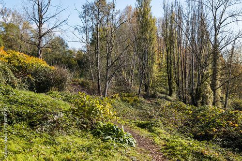 narrow trail in the park under the blue sky on a sunny day surrounded by few leafless trees and dense bushes display some autumn colour