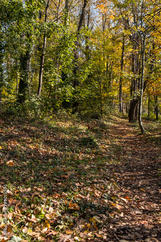 quiet trail inside park surrounded by dense tree filled with beautiful autumn leaves and sun light shines through the foliage quiet trail inside park surrounded by dense tree filled with beautiful autumn leaves and sun light shines through the foliage