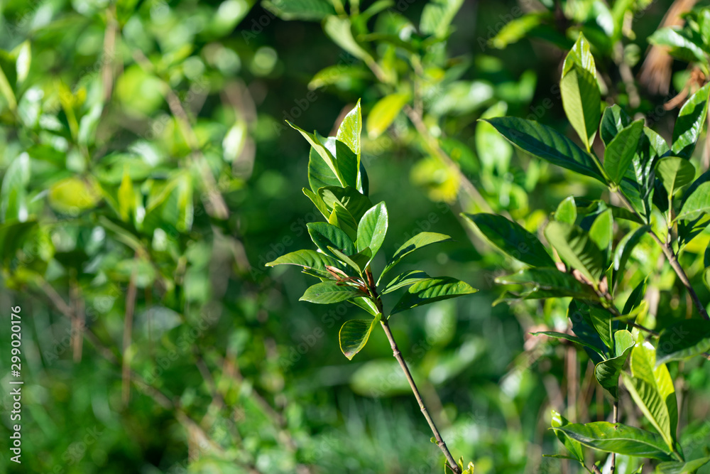 Branches with green leaves on a blurred natural background