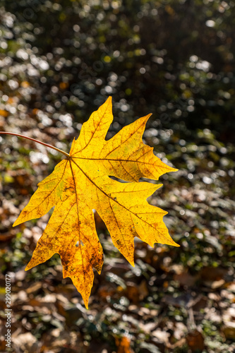 close up of a piece of big maple leaf with orange colour back lit by the sun in the park