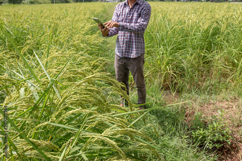 Smart farmer hold a tablet in the rice field. Smart farming and digital agriculture concept