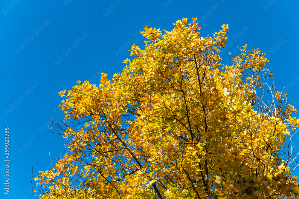 dense golden leaves filled tree branched under the clear blue sky on a sunny day