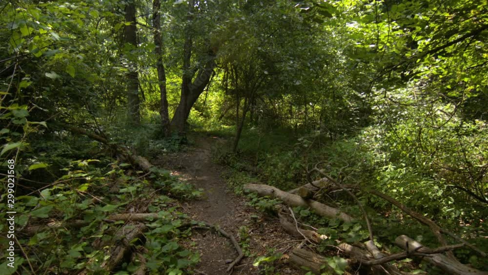 POV shot following a hiking trail footpath walk through a forest in summer POV shot following a hiking trail footpath walk through a forest in summer