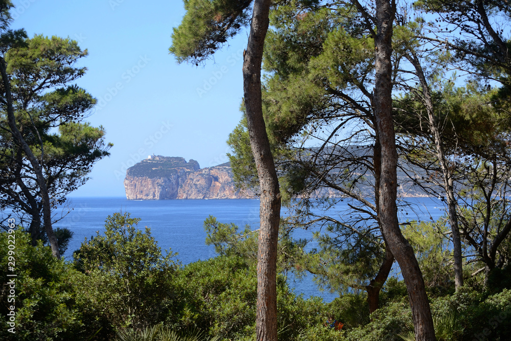 Pine trees in the Punta Giglio promontory of Porto Conte Natural Park near Alghero in Sardinia Island. Capo Caccia cliff in the background 