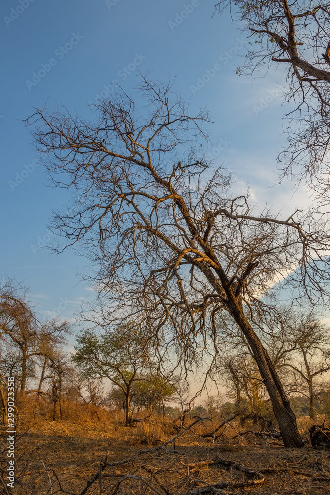 A dry tree leaning sideways growing on the slopes of a hill in the wilderness image with copy space in vertical format A dry tree leaning sideways growing on the slopes of a hill in the wilderness image with copy space in vertical format