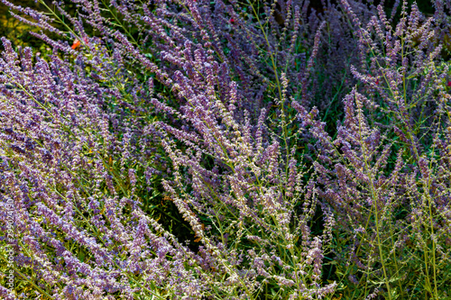 .Blooming lavender on a sunny summer day.