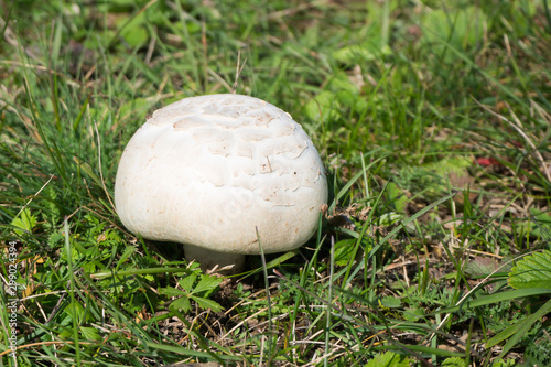 Champignon mushroom growing in a meadow among green grass.