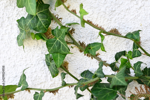 Tendrils adhering to the wall from a climbing ivy plant. photo