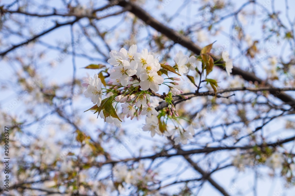 blooming cherry blossom tree in spring