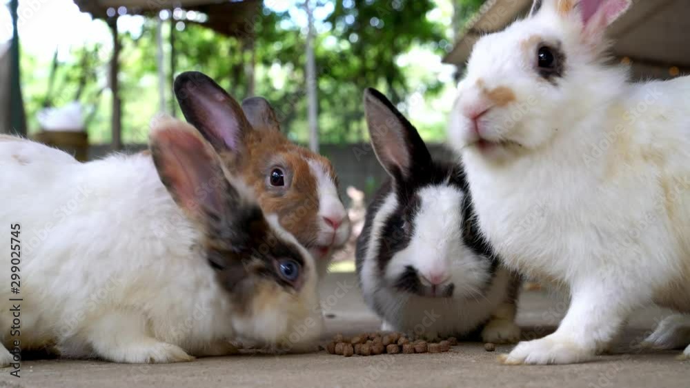 The rabbit is eating food on the floor. The rabbit is eating food on the floor.