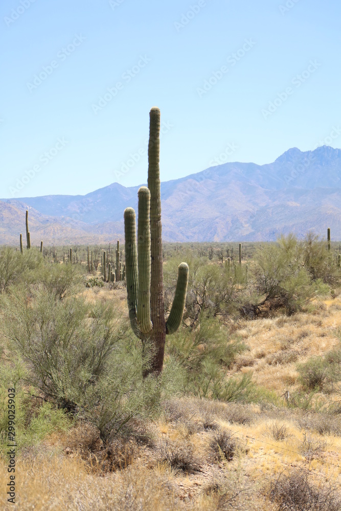 Saguaro cactus in desert with mountain in background. 