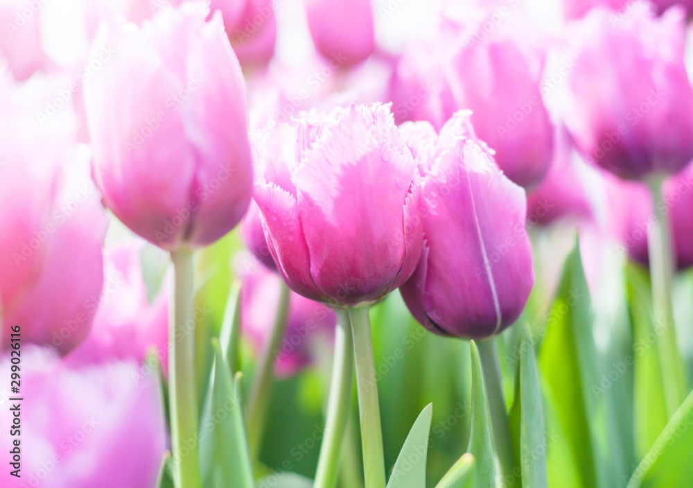 Bright pink tulip (Tulipa) spring-blooming. Selected focus.