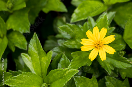 DAHLBERG DAISY (Golden Fleece) - Small yellow flower with green leaf background photo