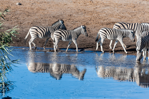 A Burchell s Plains zebra -Equus quagga burchelli- drinking from a waterhole in Etosha National Park  Namibia.