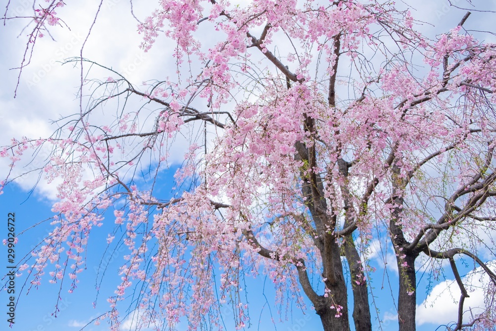Fototapeta premium Small cherry blossom on the tree under blue sky