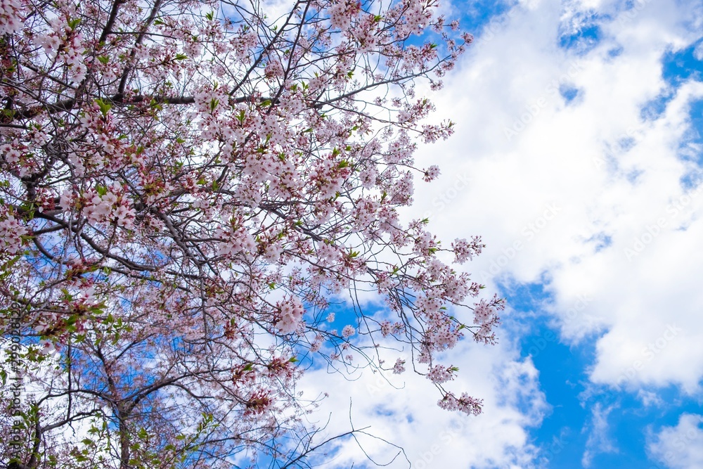 Pink cherry blossoms in spring under blue sky