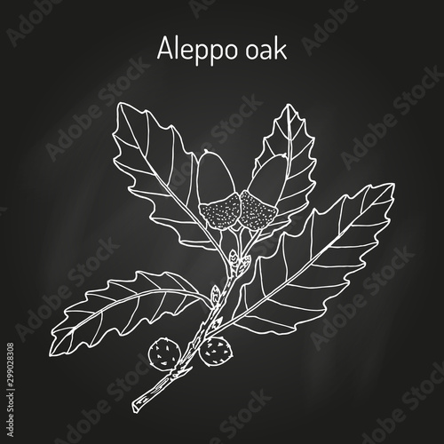 Aleppo oak Quercus infectoria , medicinal plant photo