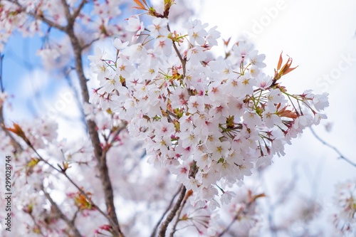 Branch of white cherry blossom in spring season under blue sky