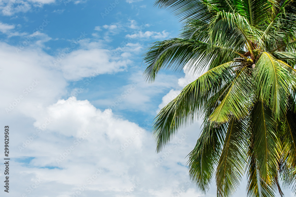coconut palm tree in seaside with sky and cloud, summer vacation to tropical island concept for background.