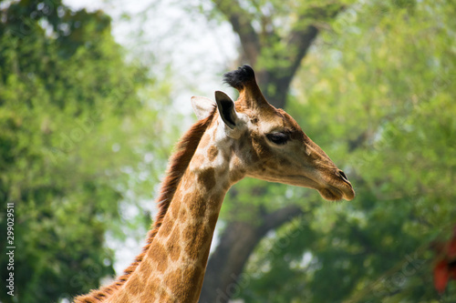 Photography Giraffe at Zoo
