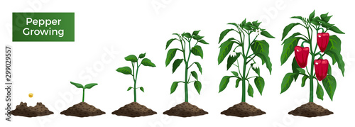 Pepper Growth Realistic Set