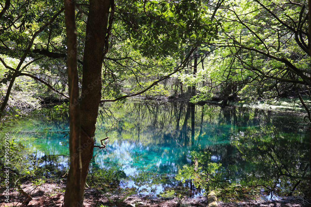 Fototapeta premium 丸池(山形県遊佐町)