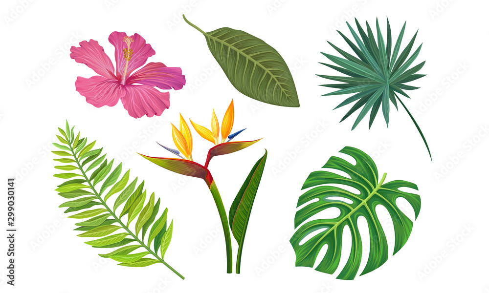 Rośliny tropikalne wektor ilustrowany zestaw. Inna egzotyczna flora <span>plik: #299030141 | autor: Happypictures</span>