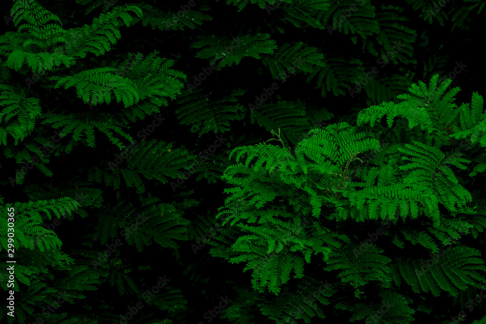 Natural bipinnate leaves texture in low light using for background Natural bipinnate leaves texture in low light using for background