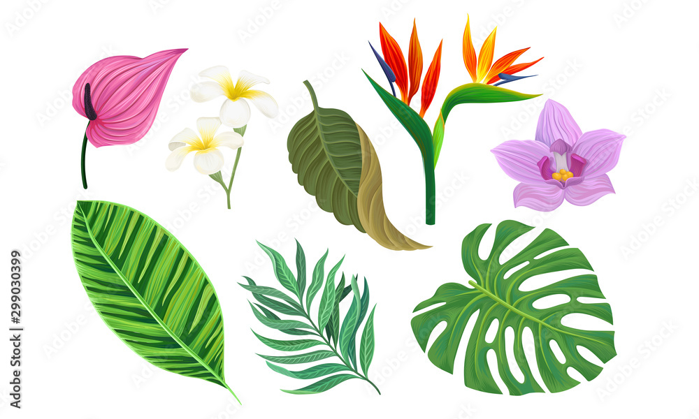 Fototapeta Rośliny tropikalne wektor ilustrowany zestaw. Inna egzotyczna flora