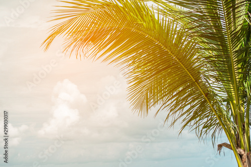 Fototapeta Naklejka Na Ścianę i Meble -  coconut palm tree in seaside with sky and cloud, summer vacation to tropical island concept for background.