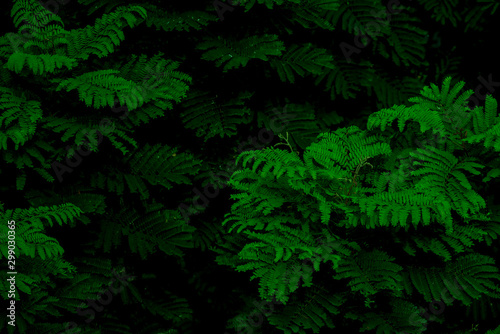 Natural bipinnate leaves texture in low light using for background