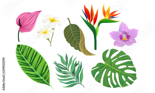 Tropical Plants Vector Illustrated Set. Different Exotic Flora