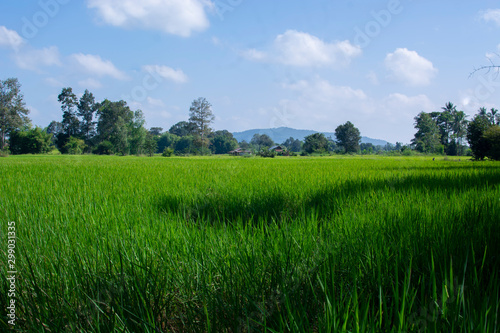 Green fields and clear skies